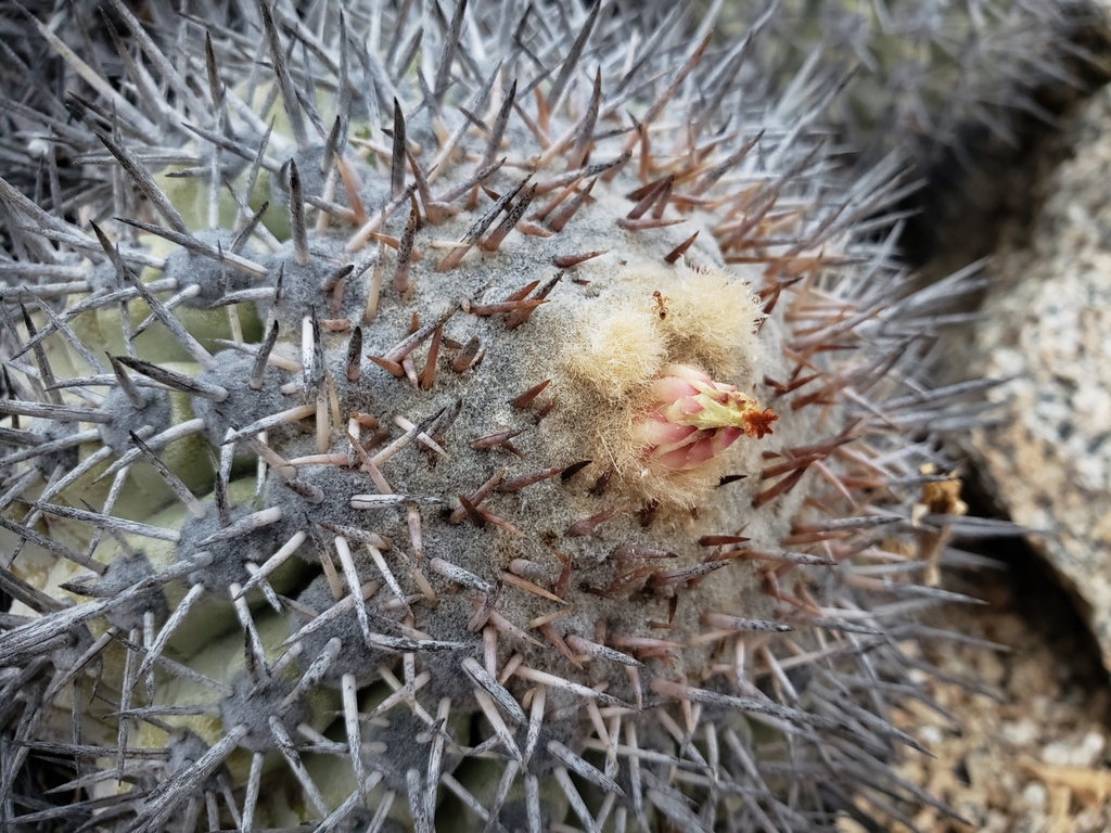 Copiapoa cinerascens