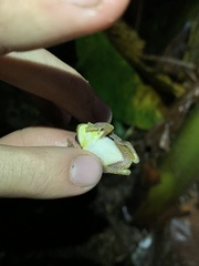 Dendropsophus carnifex