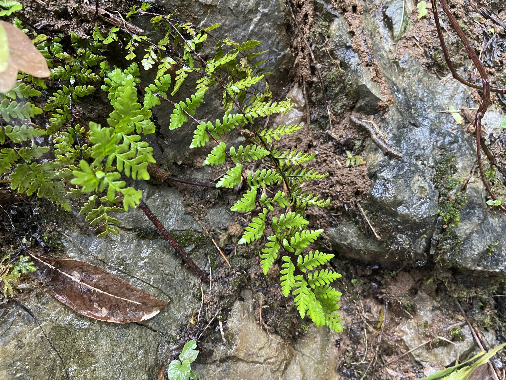 Oeosporangium chusanum (Oeosporangium chusanum)