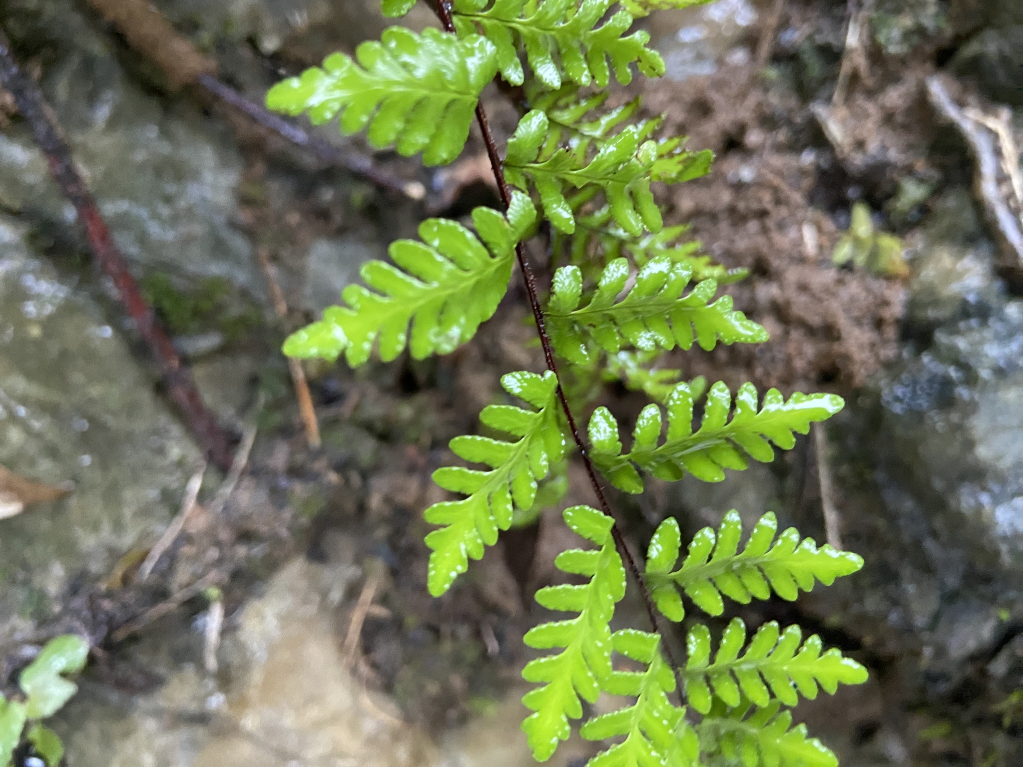 Oeosporangium chusanum — ảnh 2