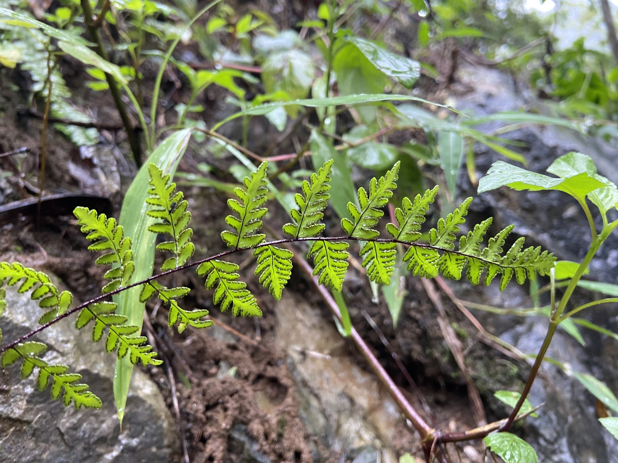 Oeosporangium chusanum — ảnh 3
