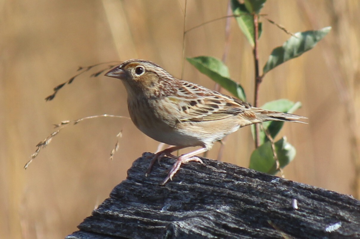 Ammodramus savannarum (J.F.Gmelin, 1789)