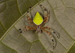 Eriophora nephiloides