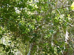 Xylosma maidenii