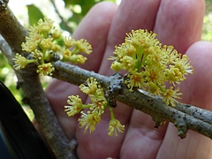 Xylosma maidenii