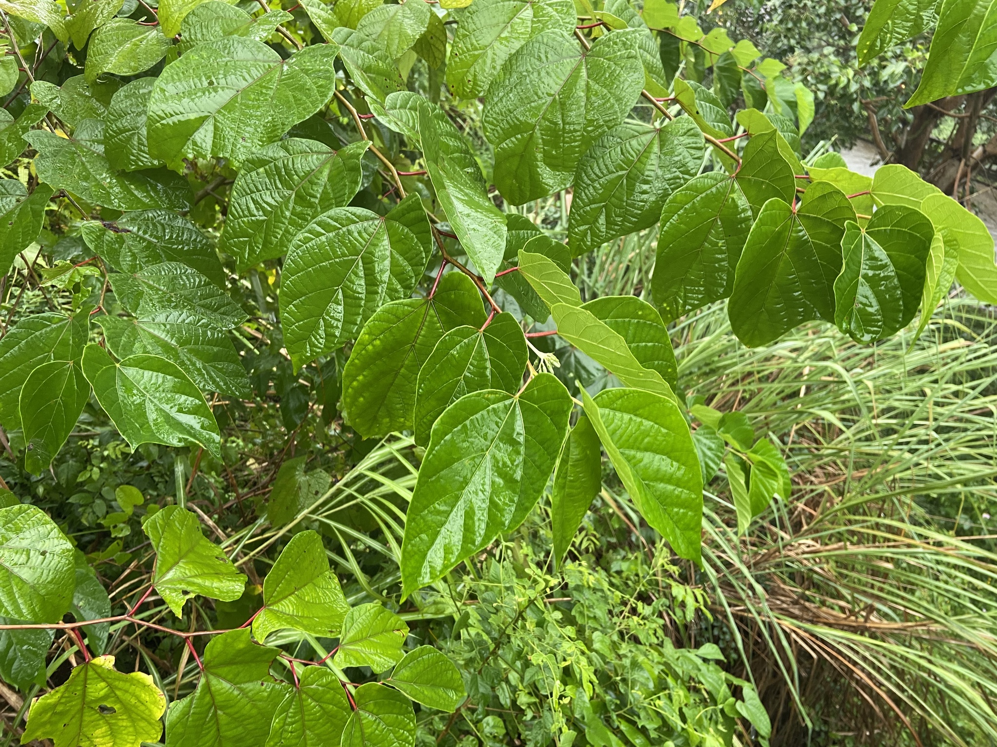 Alangium chinense (Alangium chinense)
