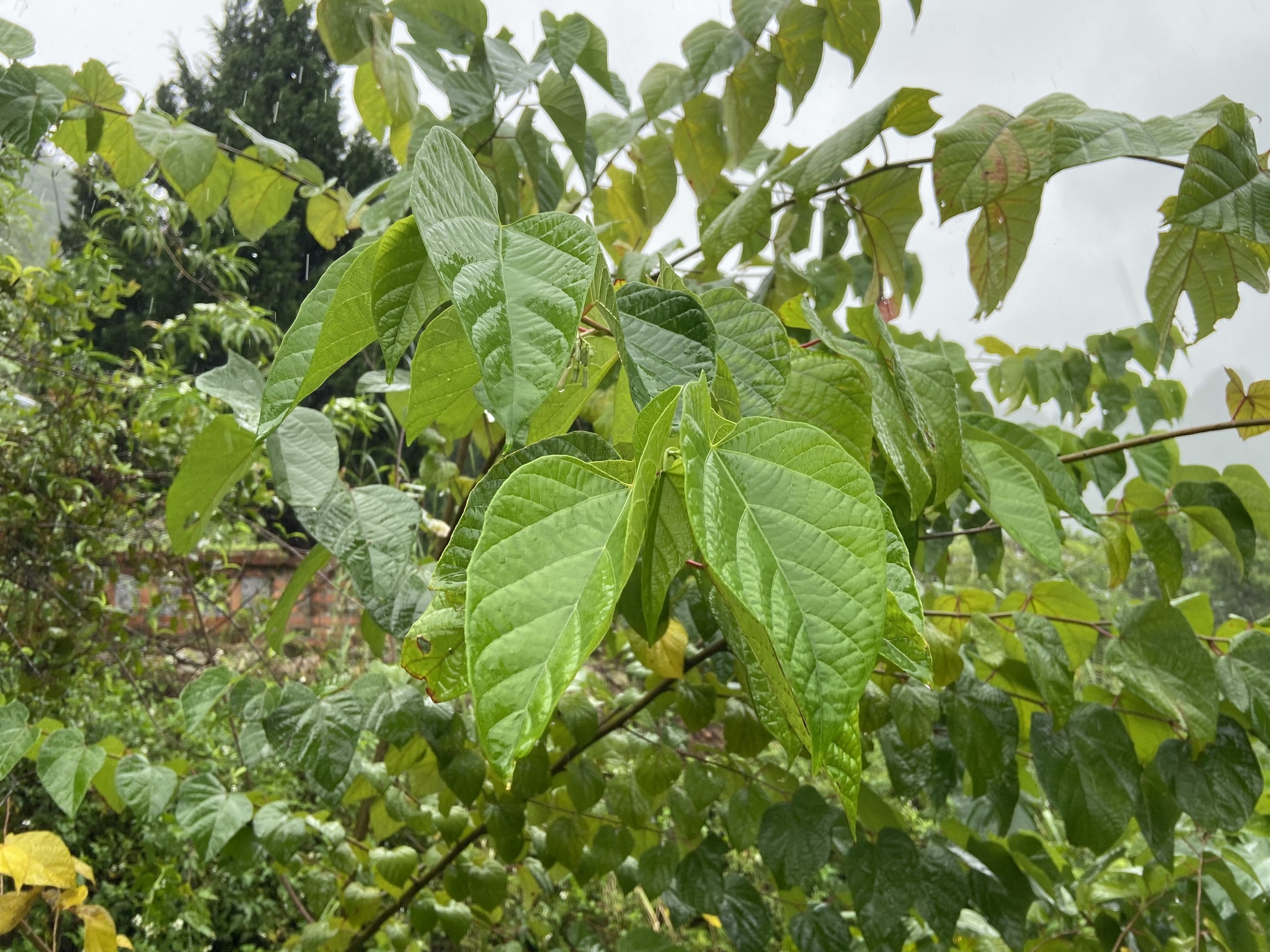 Alangium chinense — ảnh 2