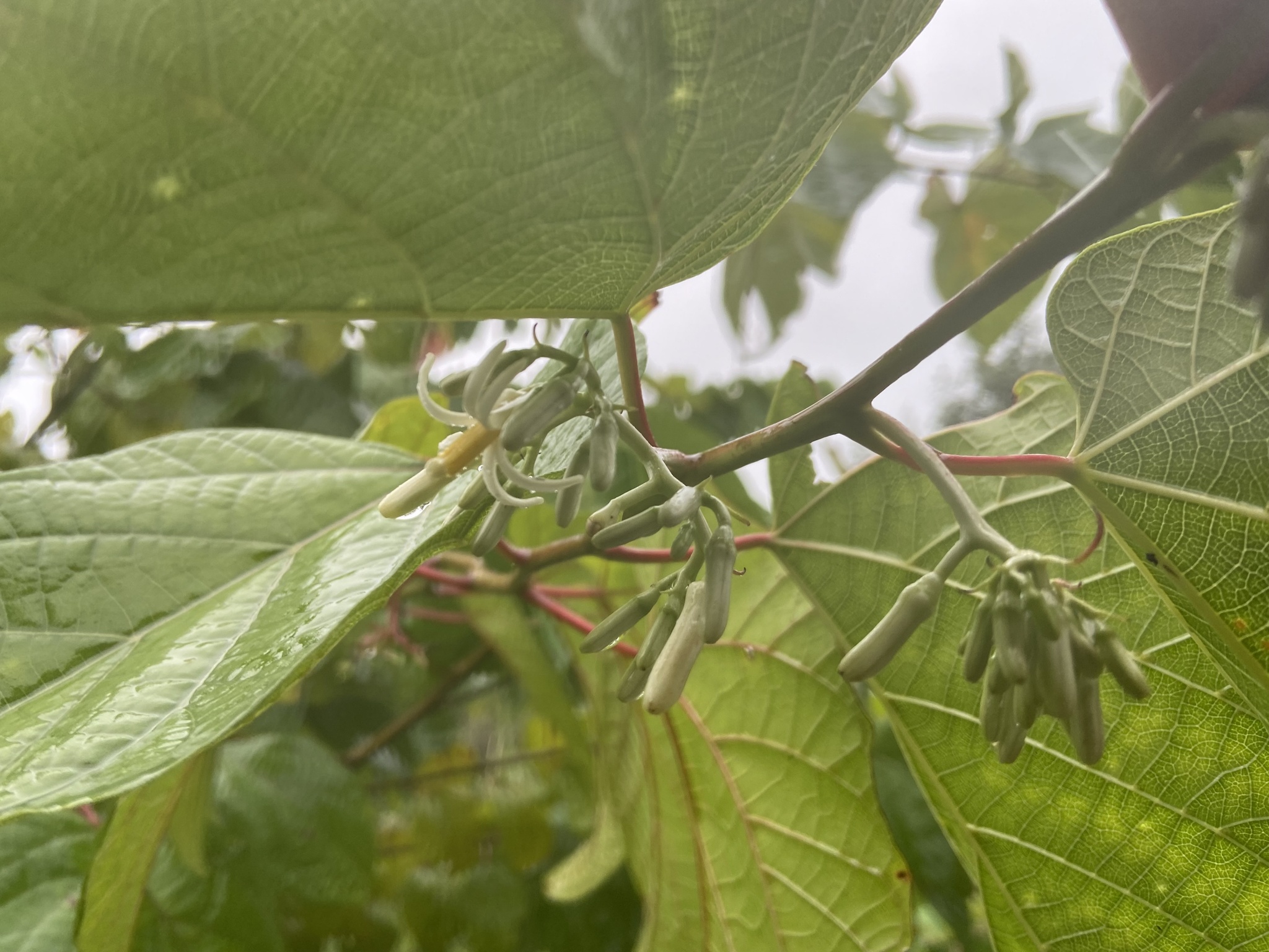 Alangium chinense — ảnh 3
