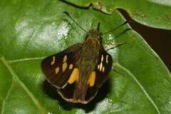 Dalla mesoxantha