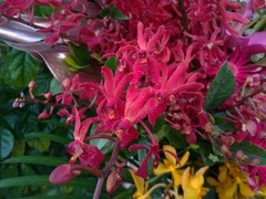 Renanthera