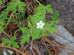 Geranium wislizeni