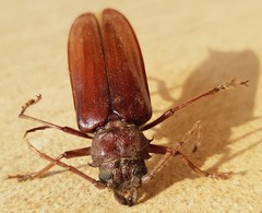 Cacodacnus planicollis