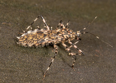 Salyavata macmahanae