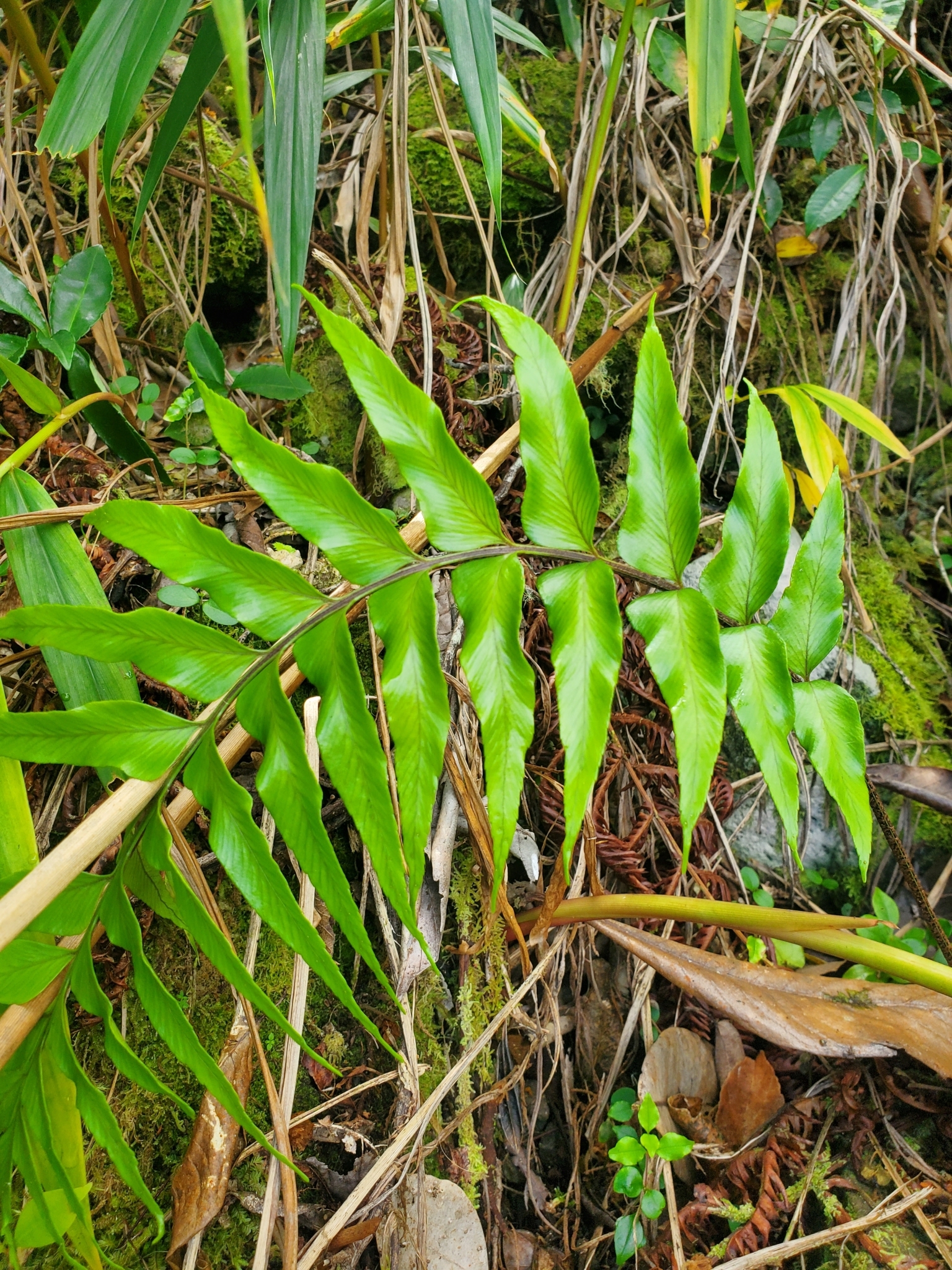 Doradilla brillante