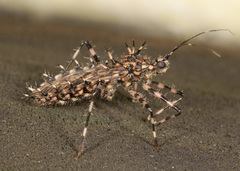 Salyavata macmahanae