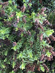 Veronica elliptica