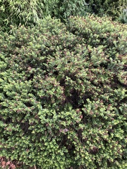 Veronica elliptica