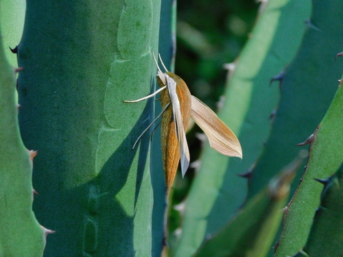 Tersa sphinx
