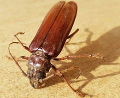 Cacodacnus planicollis