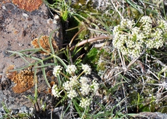 Lomatium lithosolamans