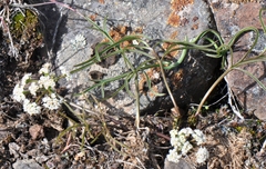 Lomatium lithosolamans
