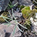 Hoover's Desert-Parsley - Photo (c) Edward Lisowski, some rights reserved (CC BY-NC), uploaded by Edward Lisowski