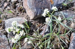 Lomatium lithosolamans