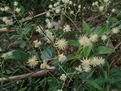 Clematis haenkeana