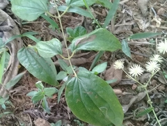 Clematis haenkeana