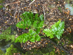Gingidia montana