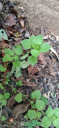 common chickweed