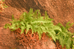 Cystopteris utahensis