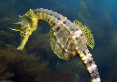 Bigbelly Seahorse