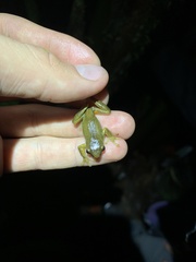 Dendropsophus carnifex