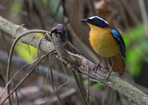 iNaturalist image