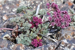 Lomatium columbianum