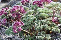 Lomatium columbianum