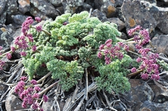 Lomatium columbianum