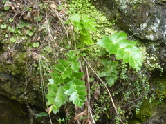 Gingidia montana