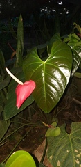 Anthurium andraeanum