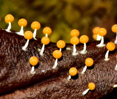 Physarum melleum