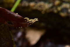 Physarum melleum