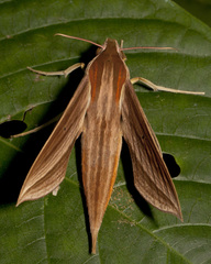 Xylophanes cthulhu