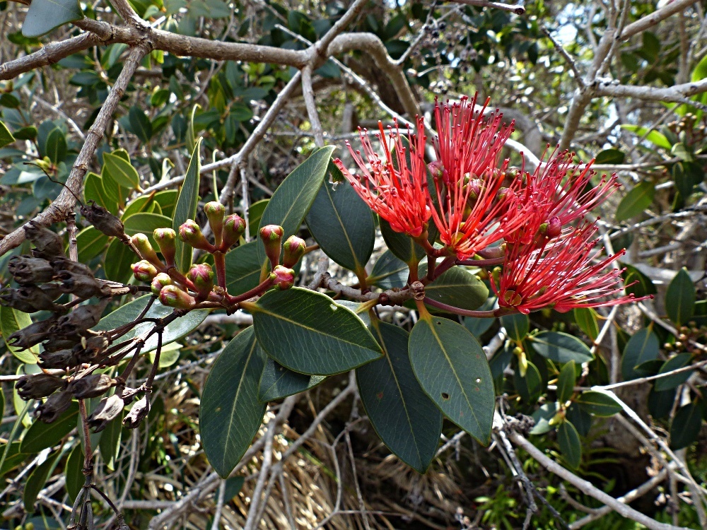 Metrosideros sclerocarpa