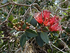 Metrosideros sclerocarpa