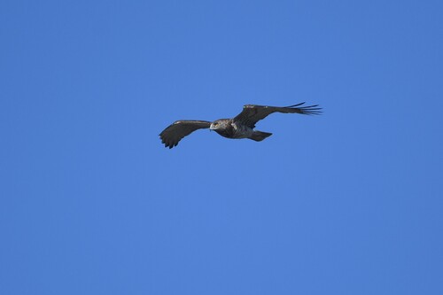 Culebrera europea (Circaetus gallicus)