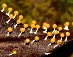 Physarum melleum