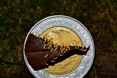 Physarum melleum