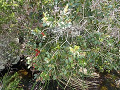 Metrosideros sclerocarpa