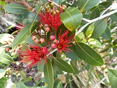 Metrosideros sclerocarpa